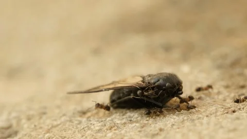 Macro view of predators ants colony while eating dead housefly insect, animal Stock Footage 244975921