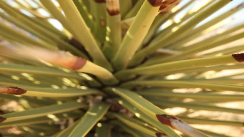 Macro View Pulling Out Of Yucca Plant Spikes Stock-Footage 232179835
