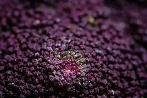 Macro view of purple broccoli florets, Dijon, France Stock Photos