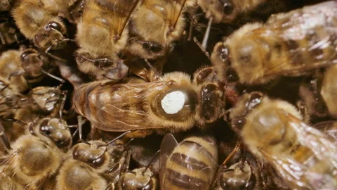 Macro view of a queen bee inside a honeybee hive Stock Footage 161914448