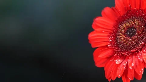 Macro view of raindrops falling on red gerbera flower, dark background with.. Stock Footage 317376185