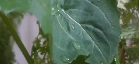 Macro View of Raindrops on Moving Green Leaf 動画素材 334445556