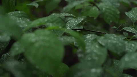 Macro View of Raindrops on Vibrant Forest Plants Stock Footage 285679769