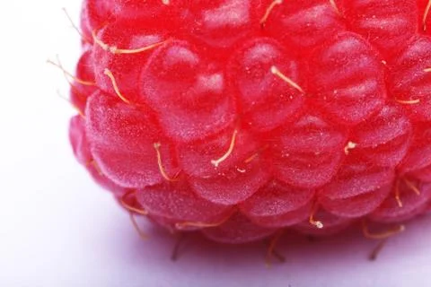 Macro view of a raspberry Фото