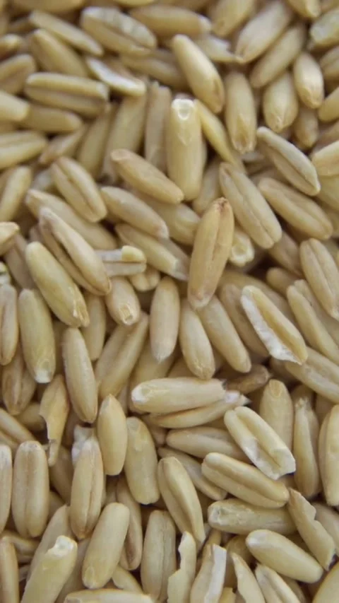 Macro view of raw oat groats grain pile Video stock 334168443