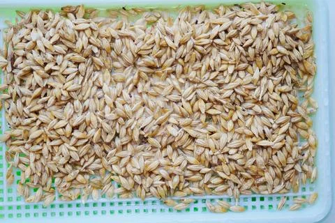 Macro view of raw wheat seeds for microbial sprouting Stock Photos