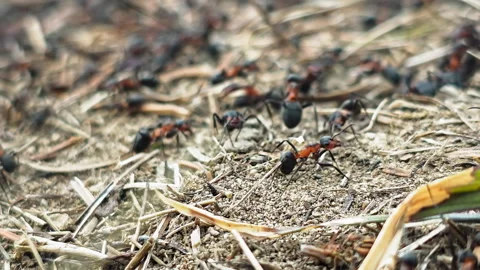 Macro view of red and black ants on ground. Close-up image of red and black ants Stock Footage 313143198