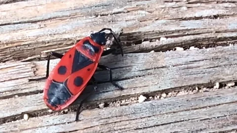 Macro View of Red and Black Firebugs on Wood Stock Footage 337701766