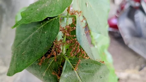 A macro view of red ants or weaver ants building a nest with Pongamia pinna.. Vidéo 282018567
