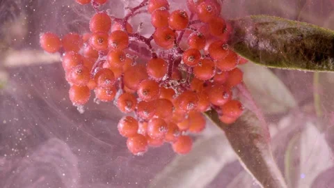 Macro view of red berry cluster drifting through translucent veil  Stock Footage 339854934