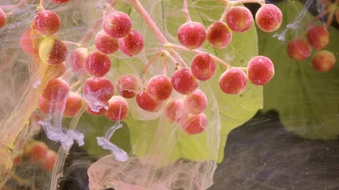 Macro view of red berry cluster gently enveloped by translucent filaments  Stock Footage 339856350