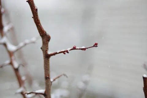Macro view of red buds on bare branches during a light snowfall, indicating Stock Photos