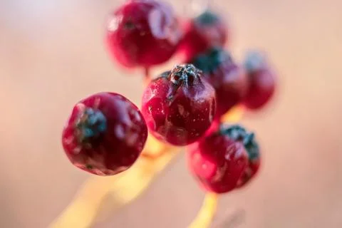 Macro view of red flowers Photos