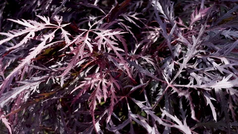 Macro view of red Japanese Maple leaves - Acer foliage in garden sunlight Видео 325670157
