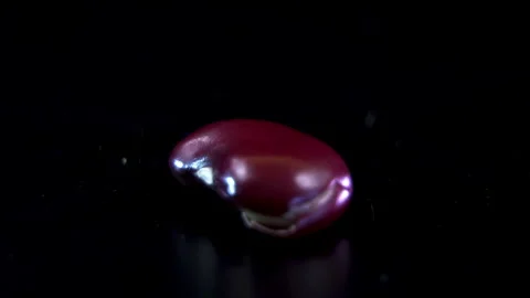 Macro view of red kidney bean Phaseolus vulgaris seed hilum anatomy Stock Footage 338126788