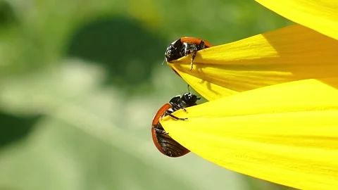 Macro view of red ladybird crawling on beautiful yellow sunflower petal. Stock Footage 336584693