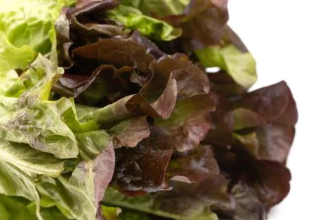 A Macro View of Red Leaf Lettuce Stock Photos