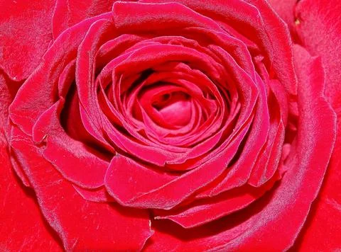 Macro view of a red rose Photos