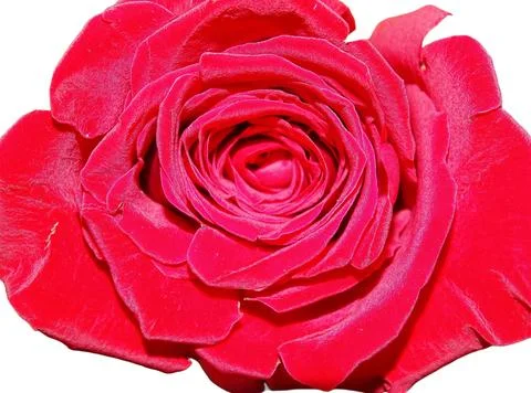 Macro view of a red rose 库存照片