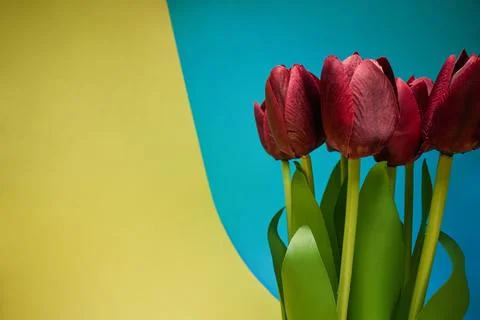 Macro view of red tulips in front of yellow- blue background. Natural, flow.. Stock Photos