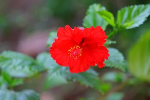 Macro view of red yellow nectar blooms Stock Photos