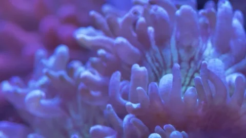 A macro view of a reef-building coral with a bumpy, intricate structure Stock Footage 308230518