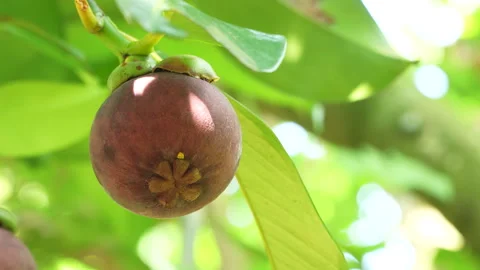 Macro View of Ripe Mangosteen Fruit with Bottom Stigma Stock Footage 337111686