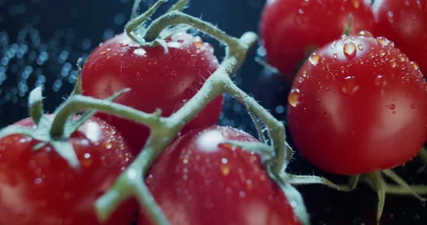 Macro view of ripe tomatoes on branch, dark background, for ads and packshot Stock Footage 134457649