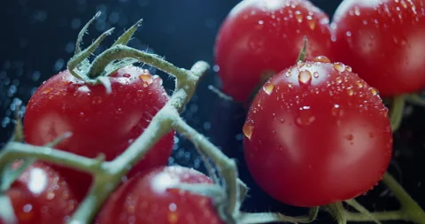 Macro view of ripe tomatoes on branch, dark background, for ads and packshot Stock Footage 134692086