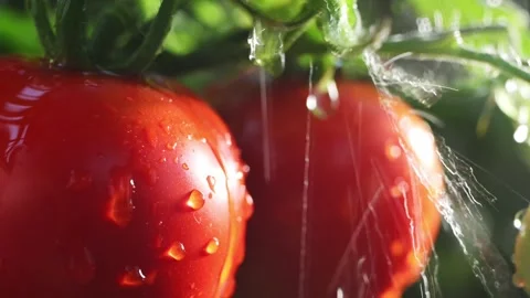 Macro view of ripe tomatoes with water drops on vine emphasizes fresh produce 4k Video stock 342956553