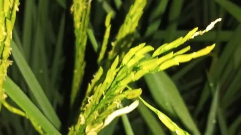 Macro view of ripening rice crops and grains outdoors Stock Photos
