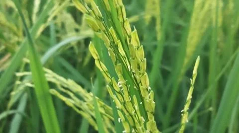 Macro view of ripening rice crops and grains outdoors Stock Photos