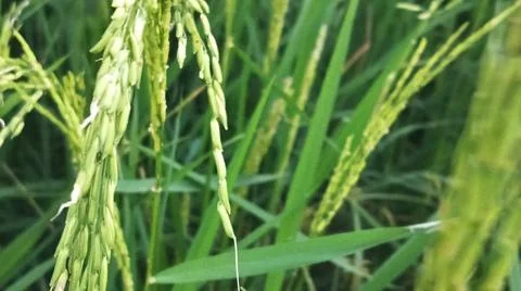 Macro view of ripening rice crops and grains outdoors Stock Photos