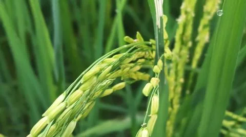 Macro view of ripening rice crops and grains outdoors Stock Photos