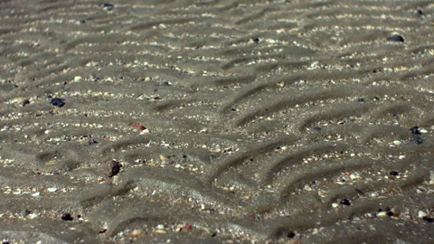 Macro View of Rippled Sand Pattern at Low Tide – Dutch Coastline Vídeos de archivo 314059682