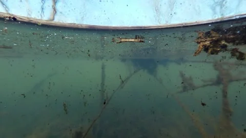 Macro view of river water with suspended particles plants and decomposing m.. Stock Footage 332740027