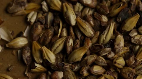 Macro view of roasted barley malt grains on brown Stock Footage 328135898