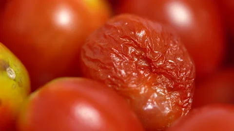 Macro view of Rotten tomatoes Stock Footage 136557217