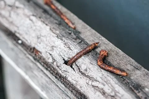 Macro view of rusty bent nails in weathered old wood plank Fotos de archivo