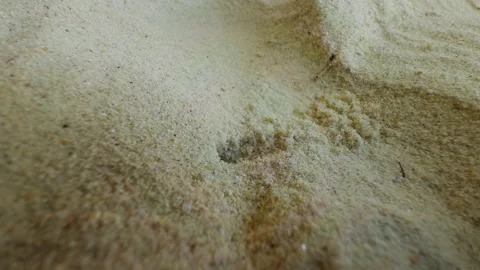 Macro View of Sand Wasp Digging Burrow in Fine Sand While Carrying Prey into Hol Stock Footage 331432470