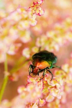 Macro view of scarab beetle with shiny shell on flowers 库存照片