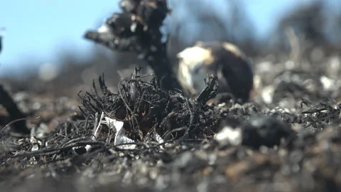 Macro view of scorched and dead earth in meadow, Wind moves black burnt grass Video stock 152460309