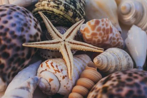 Macro view of seashell background. Starfish on seashells background. Stock Photos
