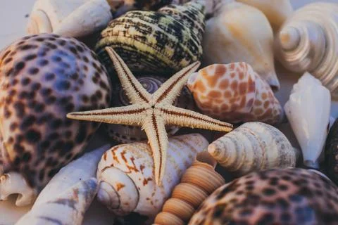 Macro view of seashell background. Starfish on seashells background. Фото