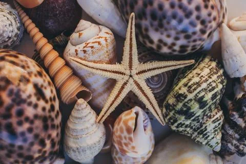 Macro view of seashell background. Starfish on seashells background. Фото