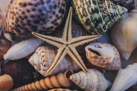 Macro view of seashell background. Starfish on seashells background. Фото
