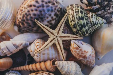Macro view of seashell background. Starfish on seashells background. Фото