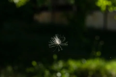 A macro view on the seed of a common dandelion (taraxacum), airborne in natur Stock Photos