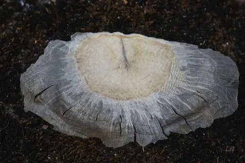 Macro view of Seed Of Oroxylum Indicum Stock Photos