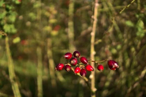 Macro view with selective focus of amazing autumnal ripe rose hips fruit Stock Photos